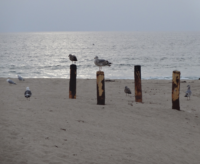 beach-birds-enjoy-golden-hour-hermosa