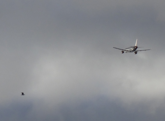 birds-of-a-different-feather-dockweiler