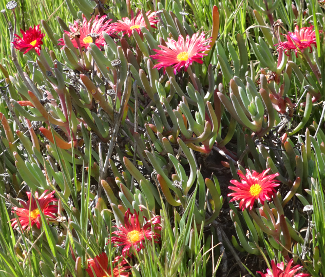 iceplant-abalone-cove