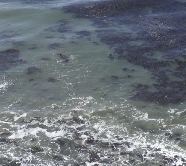 for-the-kelp-of-it-pv