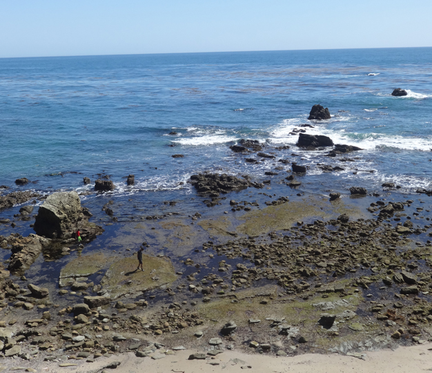 tidepool-action-laguna