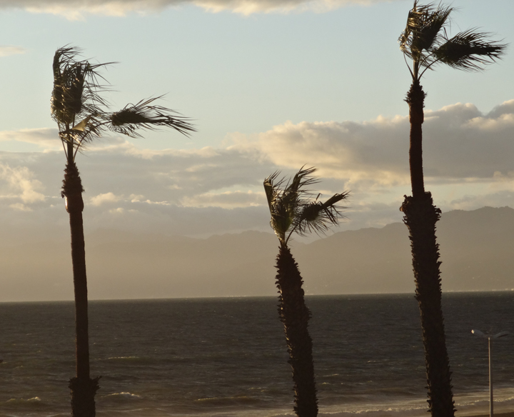 windy-palm-trees-dockweiler