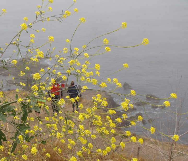 foggy-hikers-pv-flowers