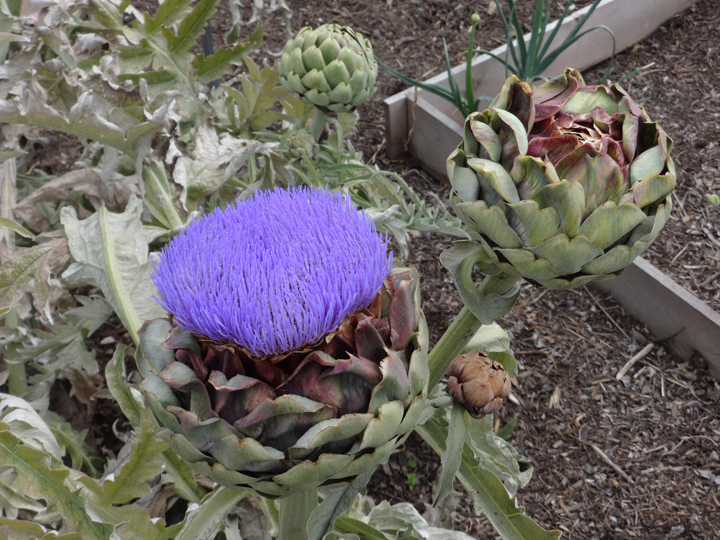 artichoke-flower-san-pedro