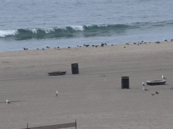 dockweiler-birds-cloudy-morning
