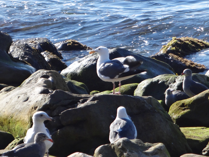 birds-near-storm-drain-malaga