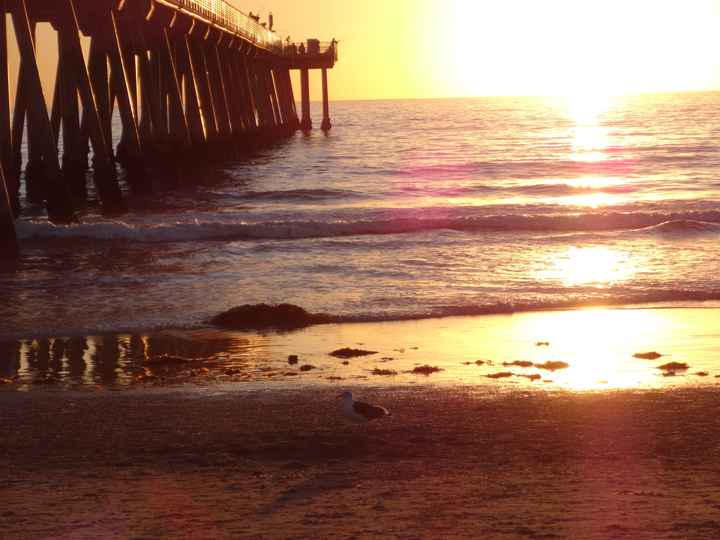 golden-bird-sunset-hermosa-pier