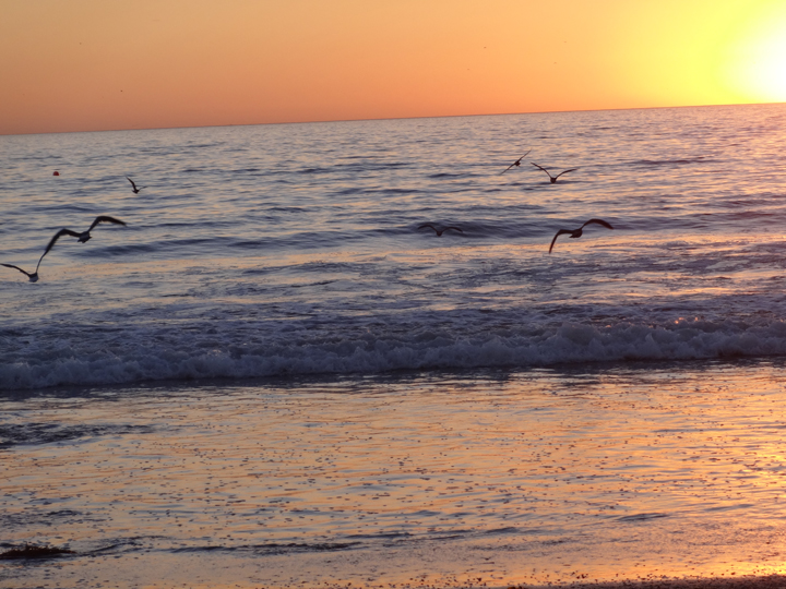 hermosa-sunset-birds
