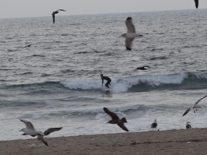 surfing-for-birds-el-porto