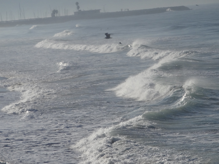bird-flies-near-high-tide-hermosa