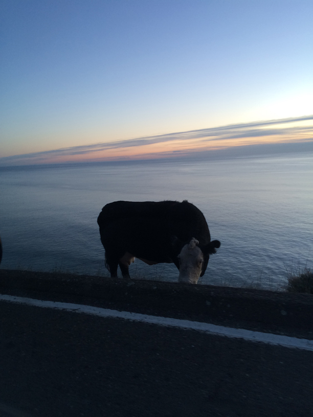 cow-by-road-fort-ross
