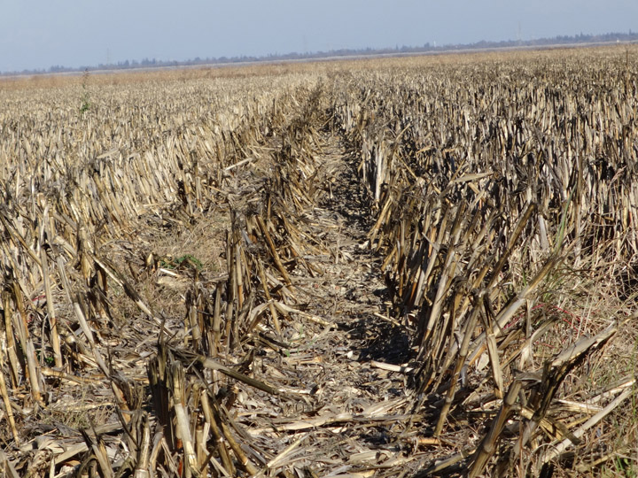 dead-corn-everywhere