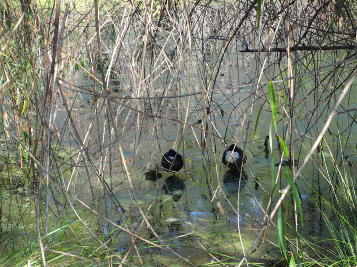 hiding-plain-sight-stockton-birds
