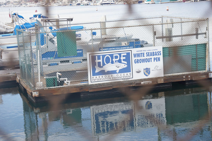 caution-baby-sea-bass-growing-huntington-harbor