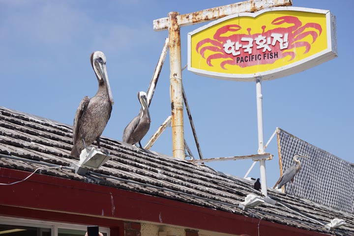 pelicans-pier-redondo