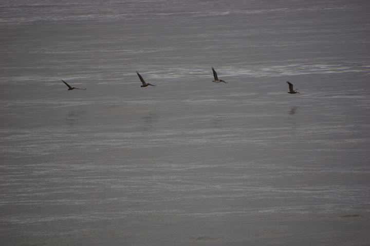 shadows-water-birds-flight-hermosa