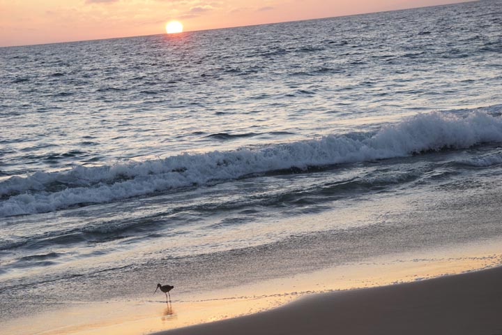 bird-meal-sunset-herondo