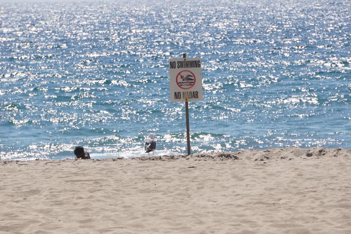 hermosa-beach-no-swimming-sign-bird-so-blue