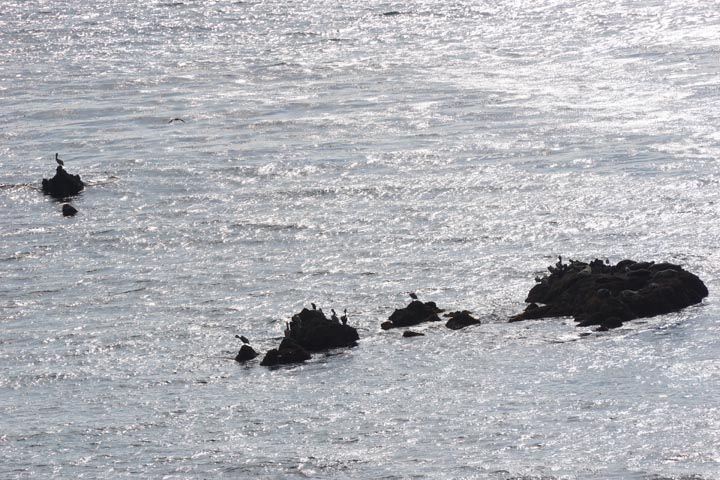 malaga-cove-birds-rocks
