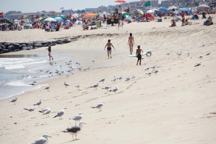 ocean-grove-little-surfer-birds