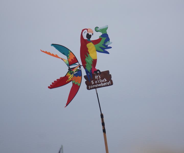 parrot-5-o-clock-somewhere-jimmy-buffett-concert-hermosa