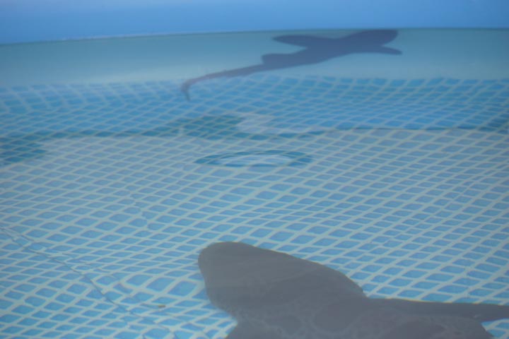 shark-touch-tank-fin-fest-hermosa