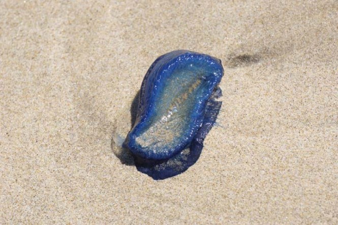 velella-jelly-like-creatures-el-porto