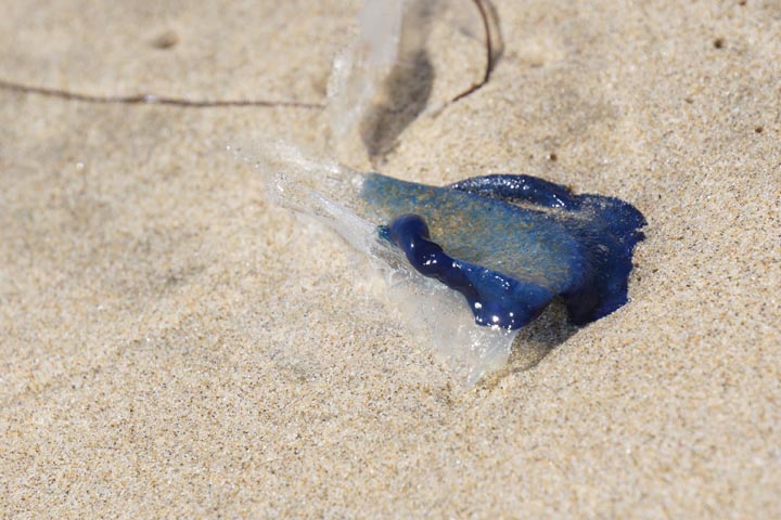 velella-side-view-el-porto-manhattan-beach