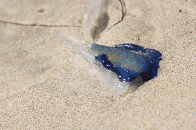 velella-side-view-el-porto-manhattan-beach