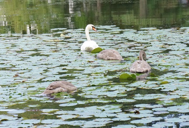 bottoms-up-swan-geese-newton