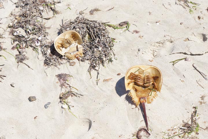 horseshoe-crabs-hyannis