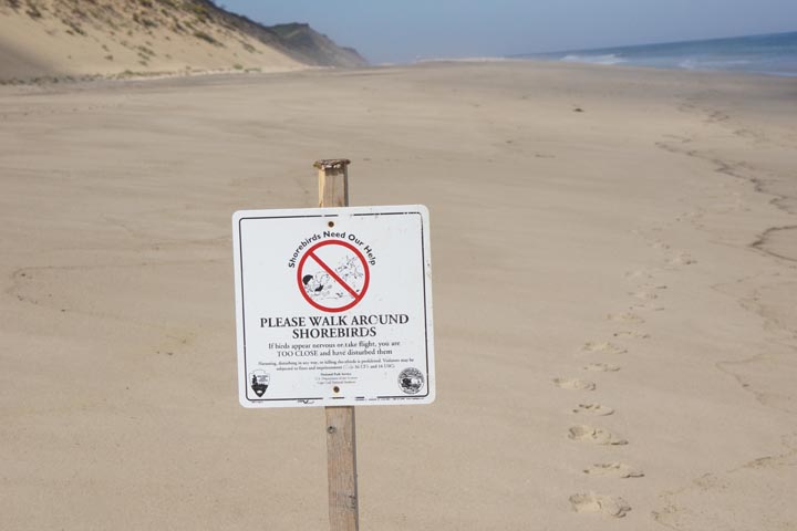 shorebirds-need-help-wellfleet
