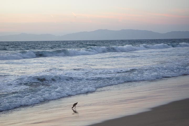 bird-eating-sunset-hermosa