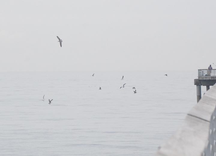 birds-circling-near-pier-hermosa