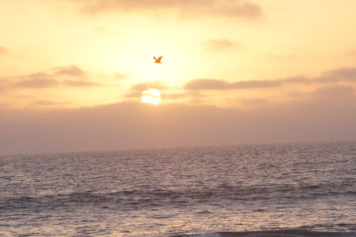 hermosa-sunset-bird