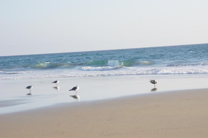 huntington-beach-birds-october