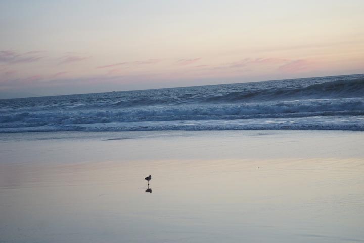 solitary-bird-sunset-hermosa