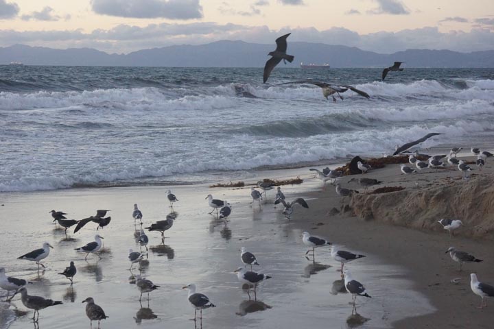 major-bird-feed-herondo