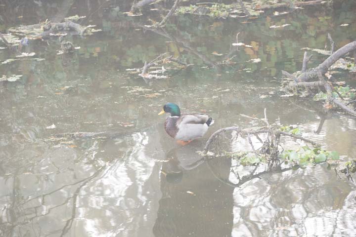 mallard-morning-stockton