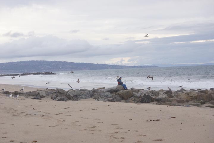 gulls-gather-round-beachcomber-dockweiler