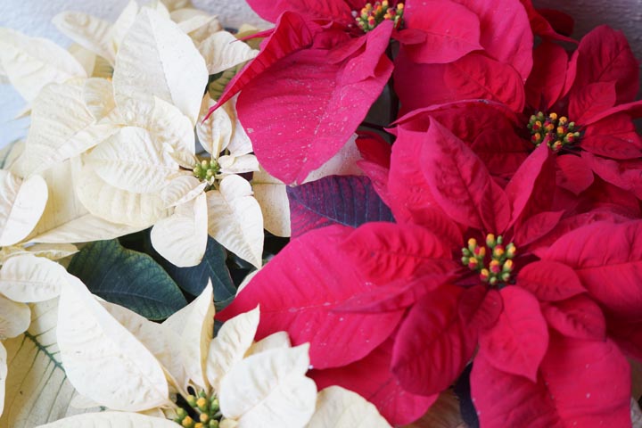 happy-holidays-poinsetta-red-white