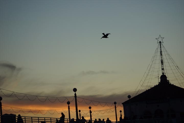 pelican-over-manhattan-pier