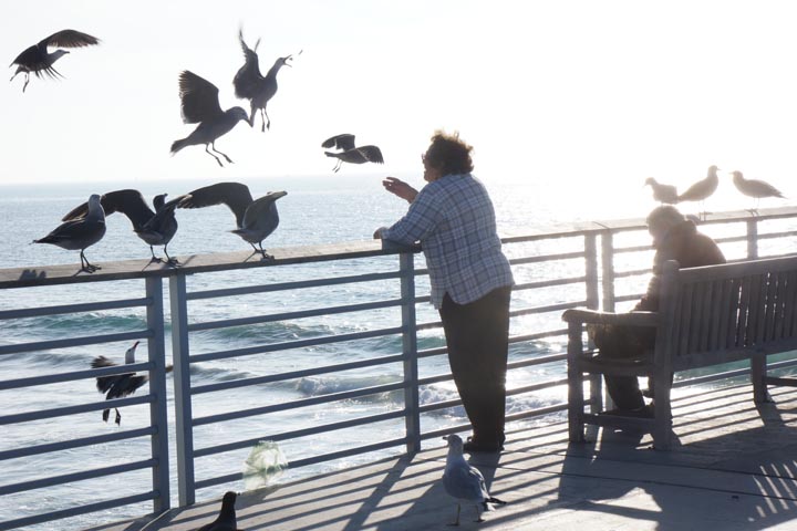 bird-feed-hermosa-pier