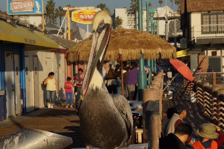 mr-pelican-wants-fish-redondo-pier