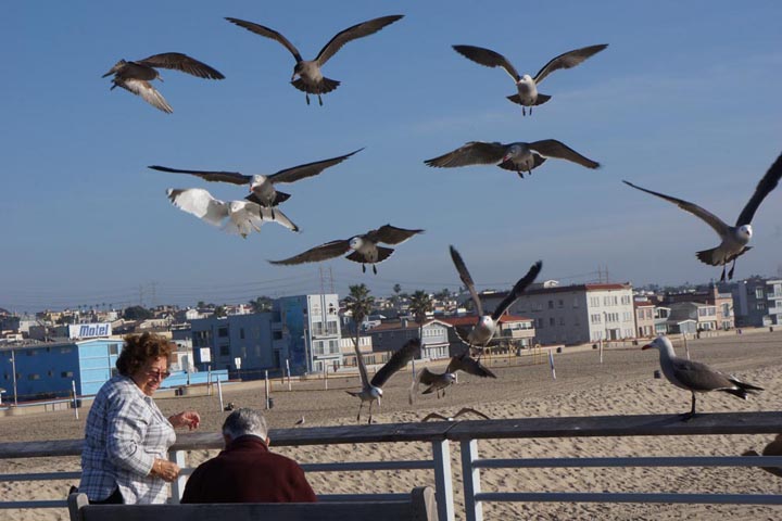 suspended-animation-hermosa-pier