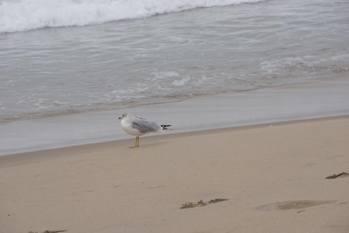 gull-foggy-morning-near-hermosa-pier