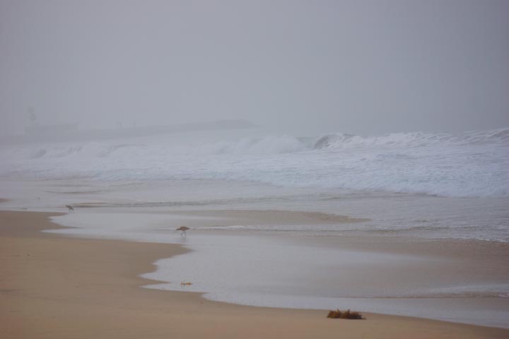 sandpiper-foggy-morning-hermosa