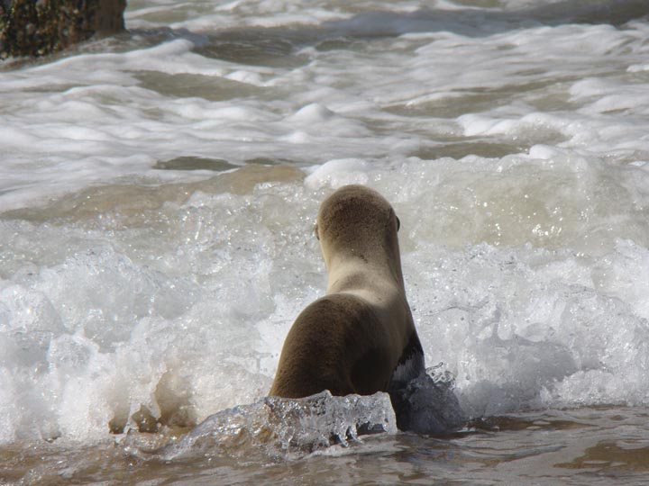 sea-lion-diving-in-by-hermosa-pier