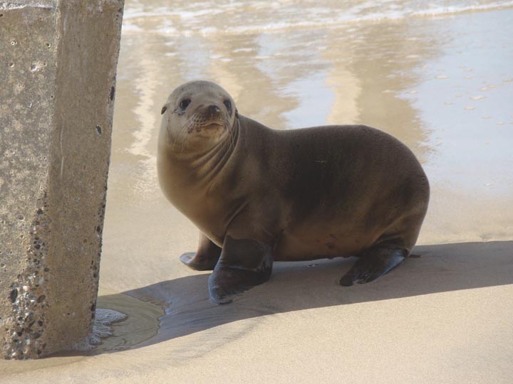 sea-lion-looking-back-hermosa-pier