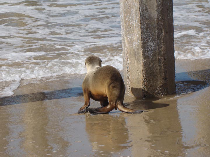 sea-lion-moving-water-hermosa-pier